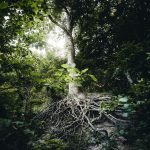 Perhaps you’re a business owner and want to strengthen your roots